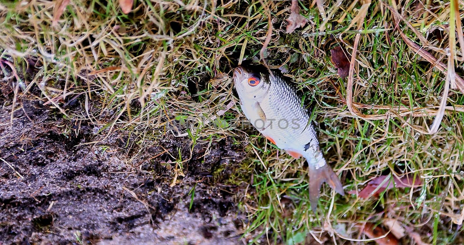 Dead fish lies on the grass on the shore of the lake. Environmental pollution, fresh water poisoning.