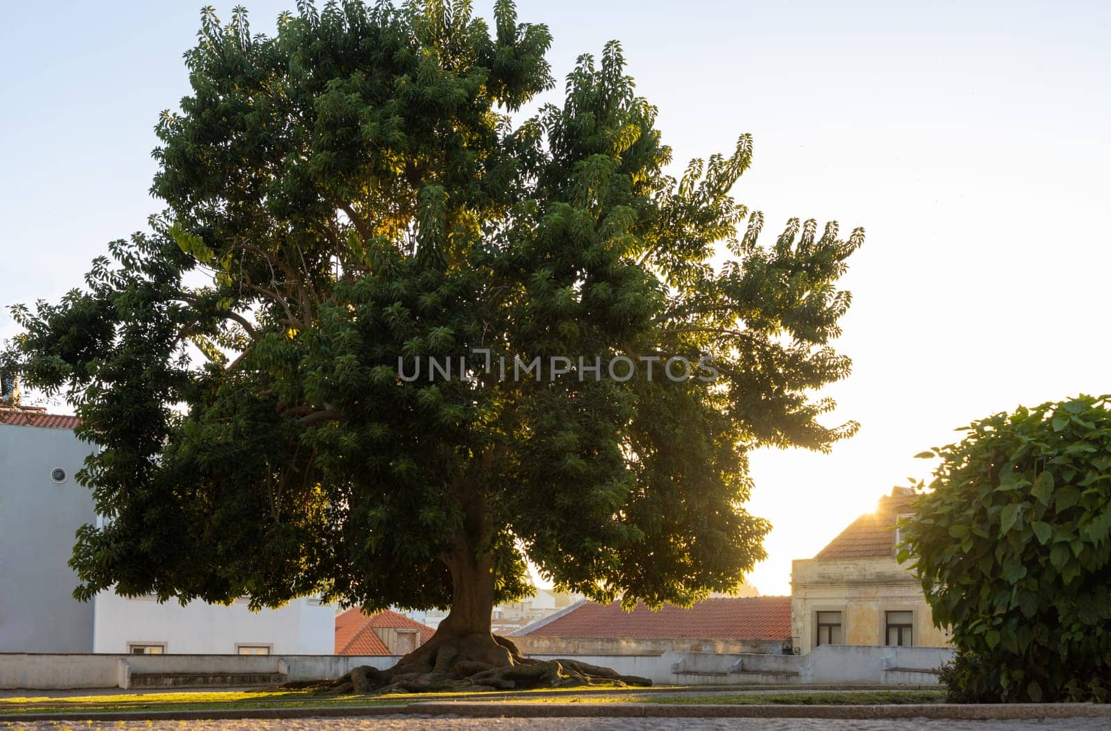 A mighty tree with powerful roots in the park by Studia72