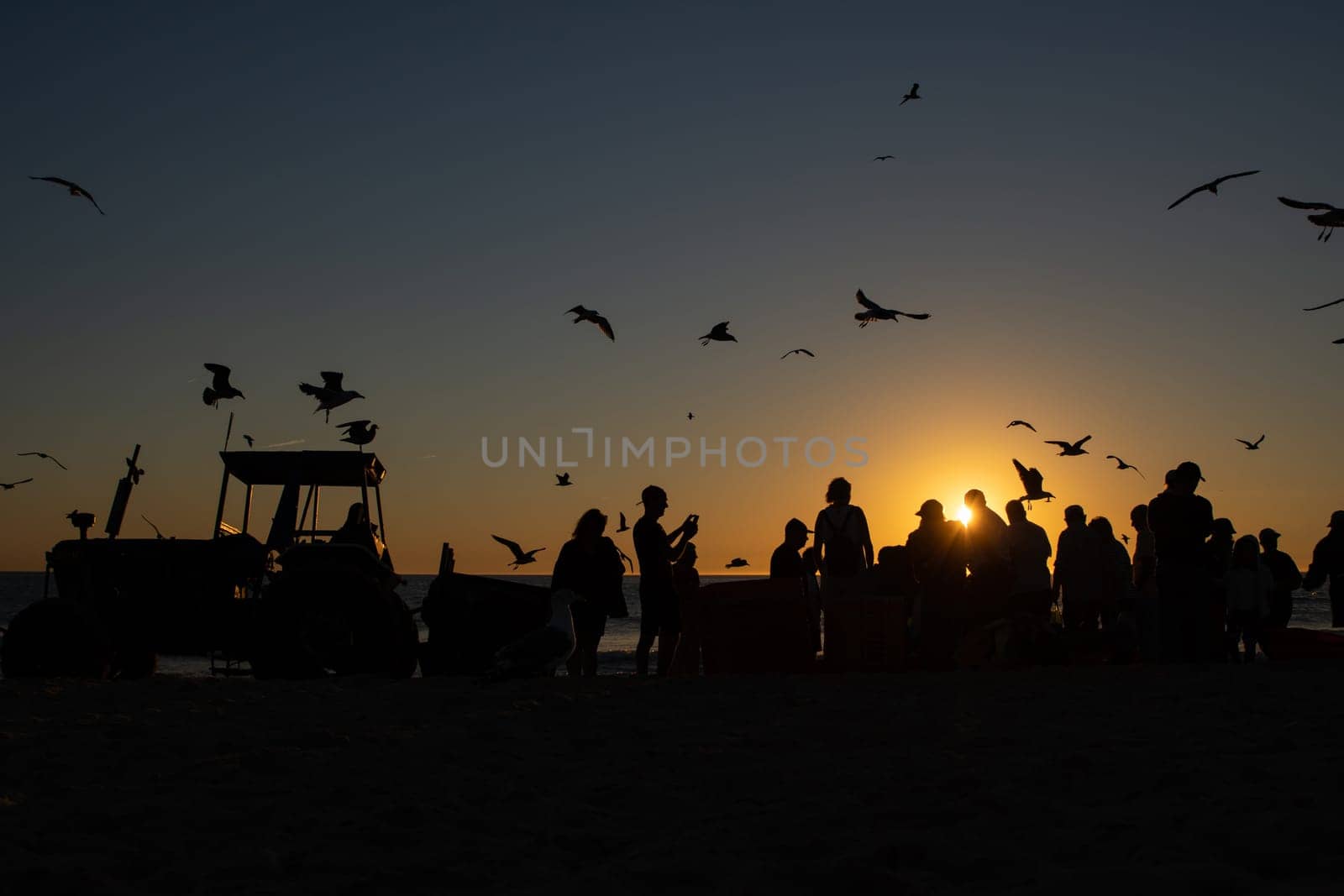 Seagulls fly over the sea at sunset - people are standing on the shore by the tractor. Mid shot