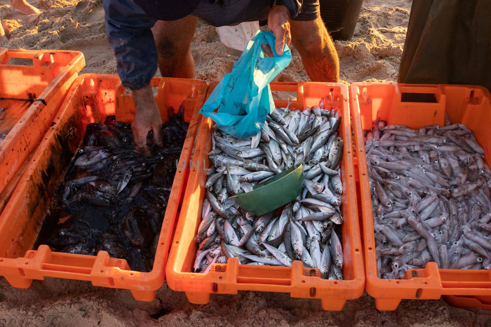 Freshly caught fish in orange containers on the beach. Mid shot
