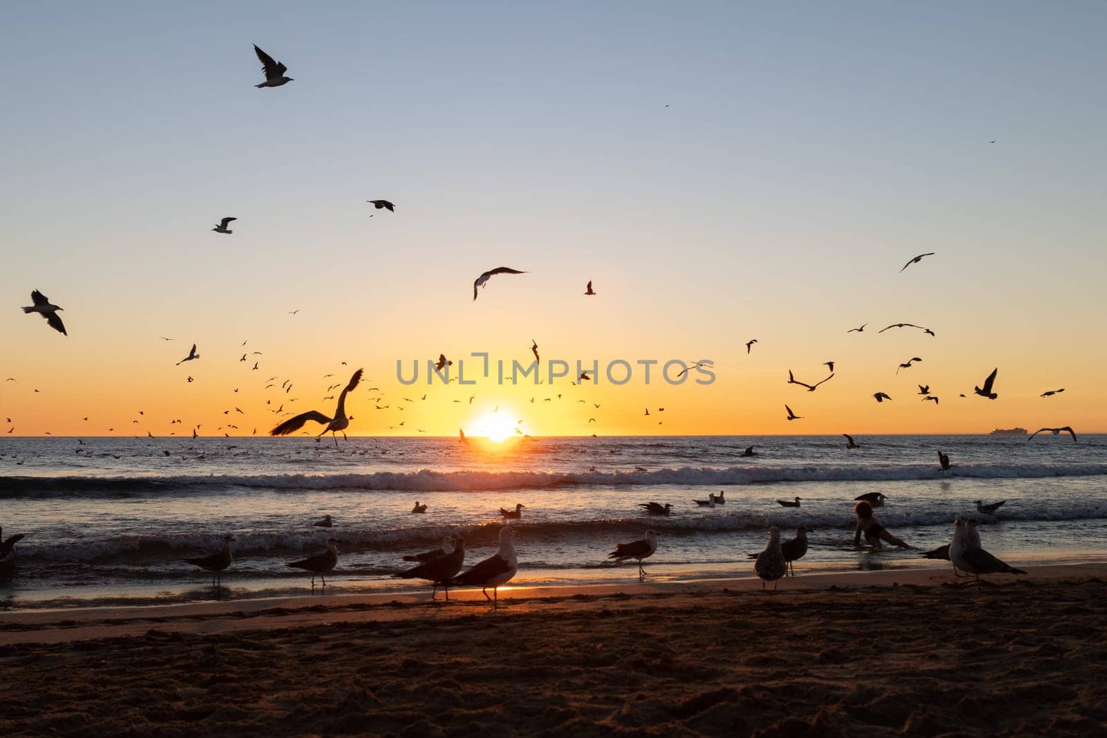 Seagulls flying all over the sea at sunset. Mid shot