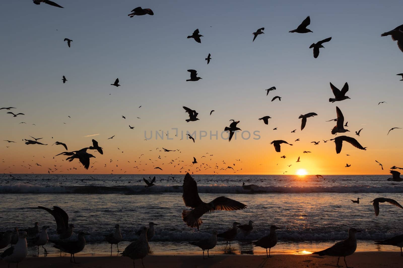 Seagulls flying all over the sea at bright sunset by Studia72