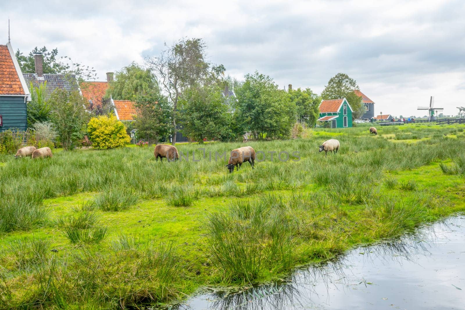 Netherlands. Cloudy summer day in the Zaanse Schans. Typical Dutch houses, grazing sheep and windmills in the distance