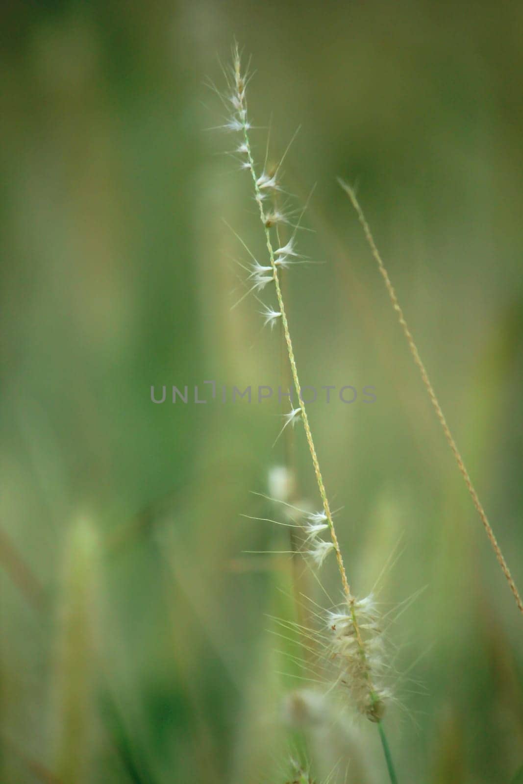 Grass pollen white in nature.