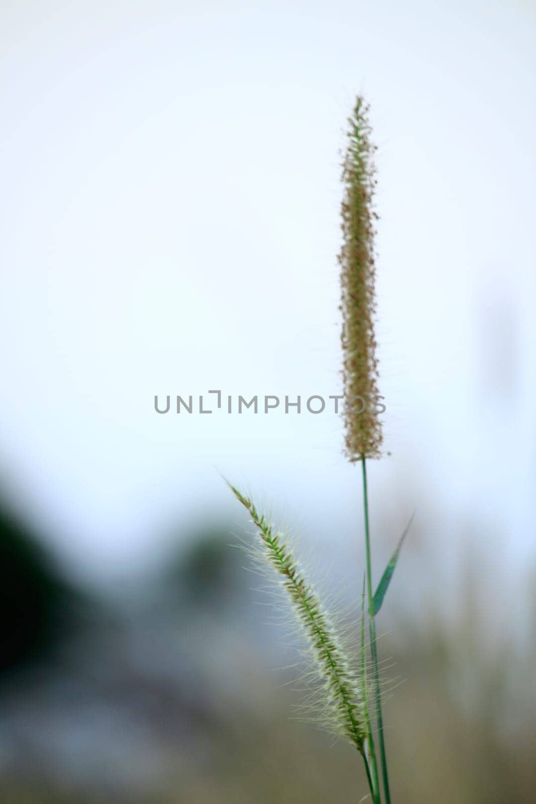 Grass pollen white in nature.