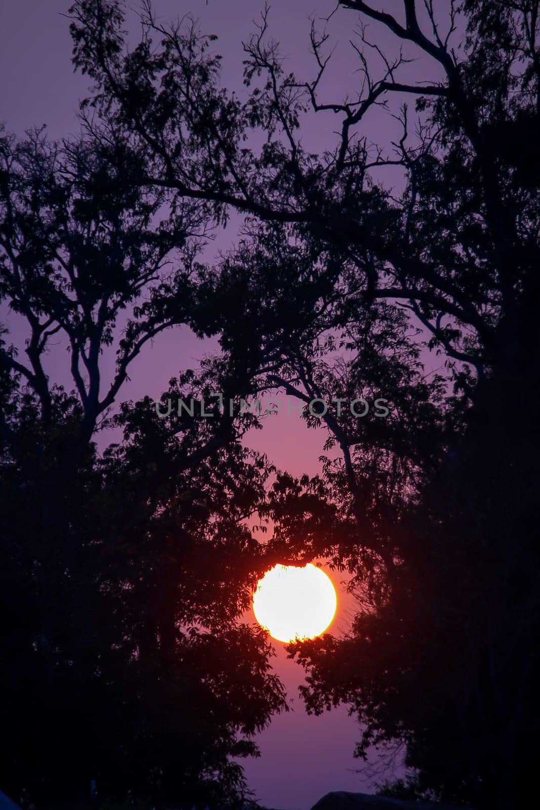 Silhouettes of branches and sunset.