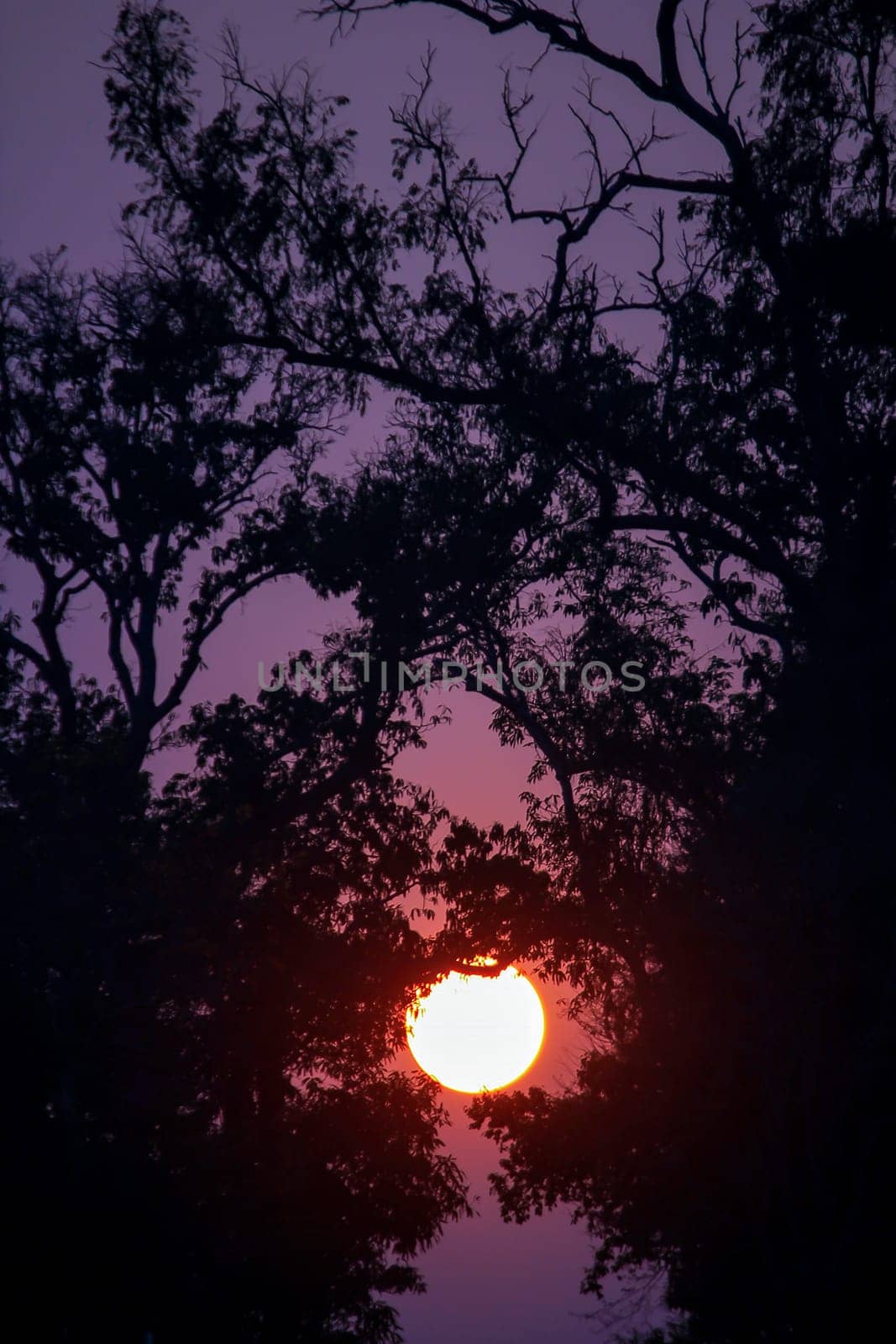 Silhouettes of branches and sunset.