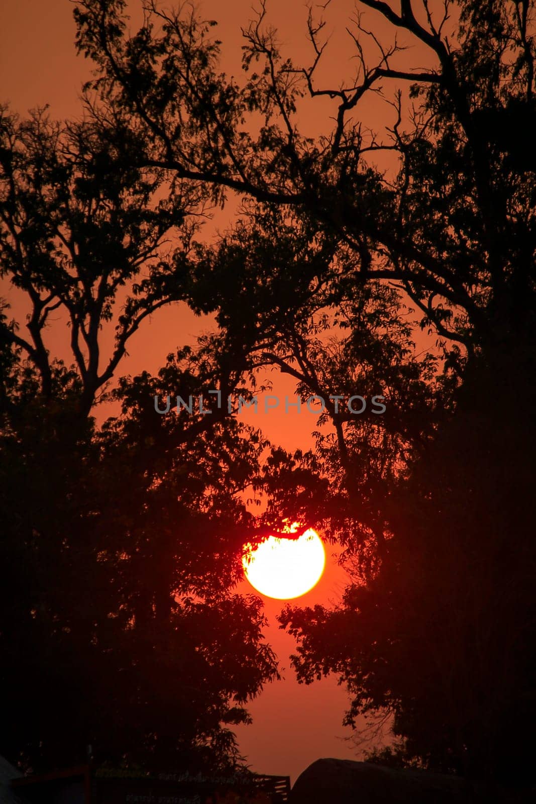 Silhouettes of branches and sunset.