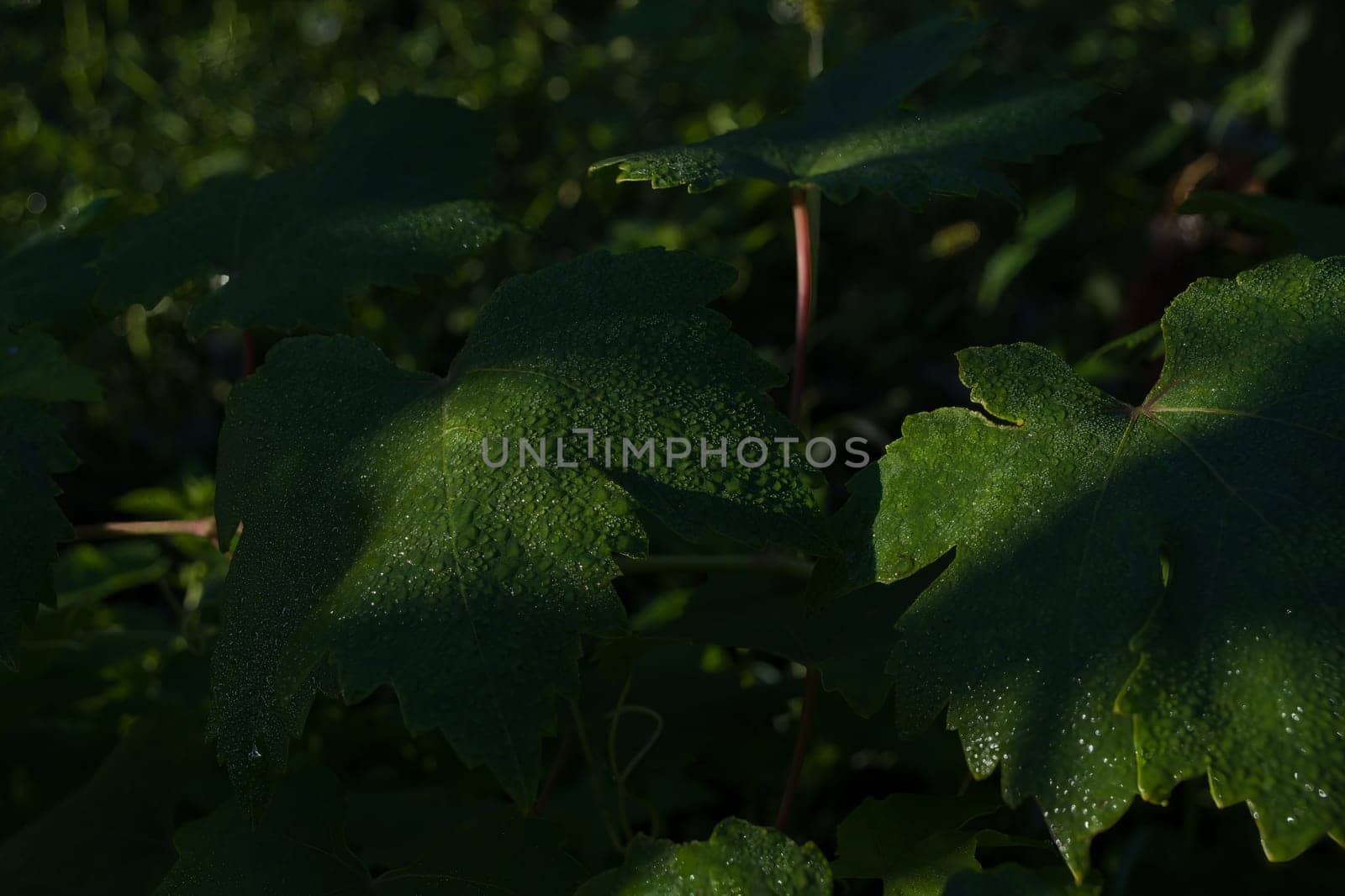 Wet grape leaves in dew drops. Leaves background.