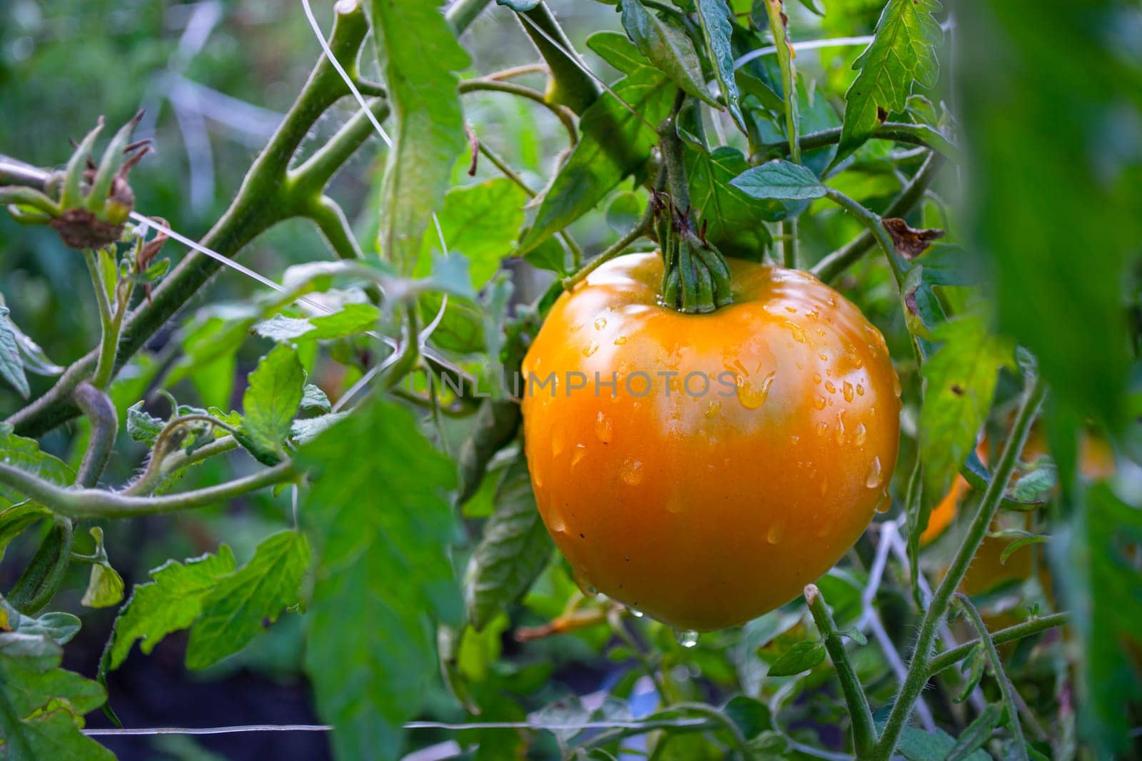 Wet yellow orange tomato on a bush in a greenhouse. Drops of water on the fruit.