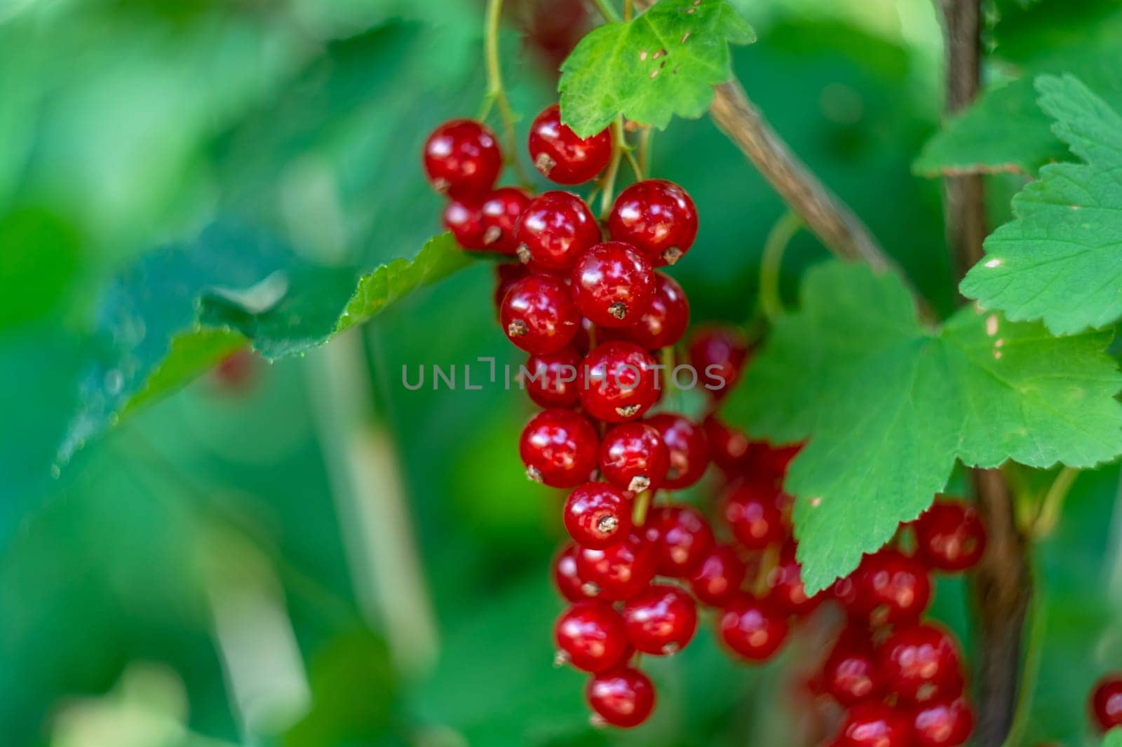 Berries of red currant close-up. by orebrik