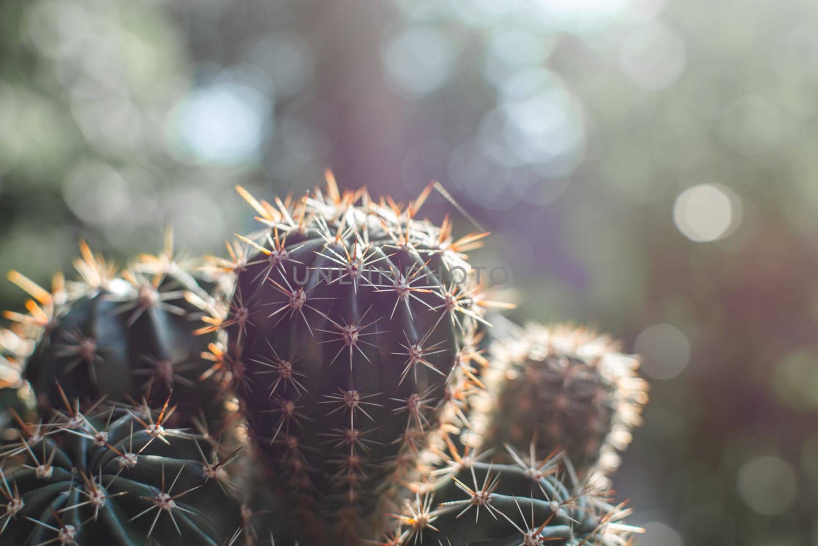 Cacti at sunset close-up. Softly blurred background with bokeh.