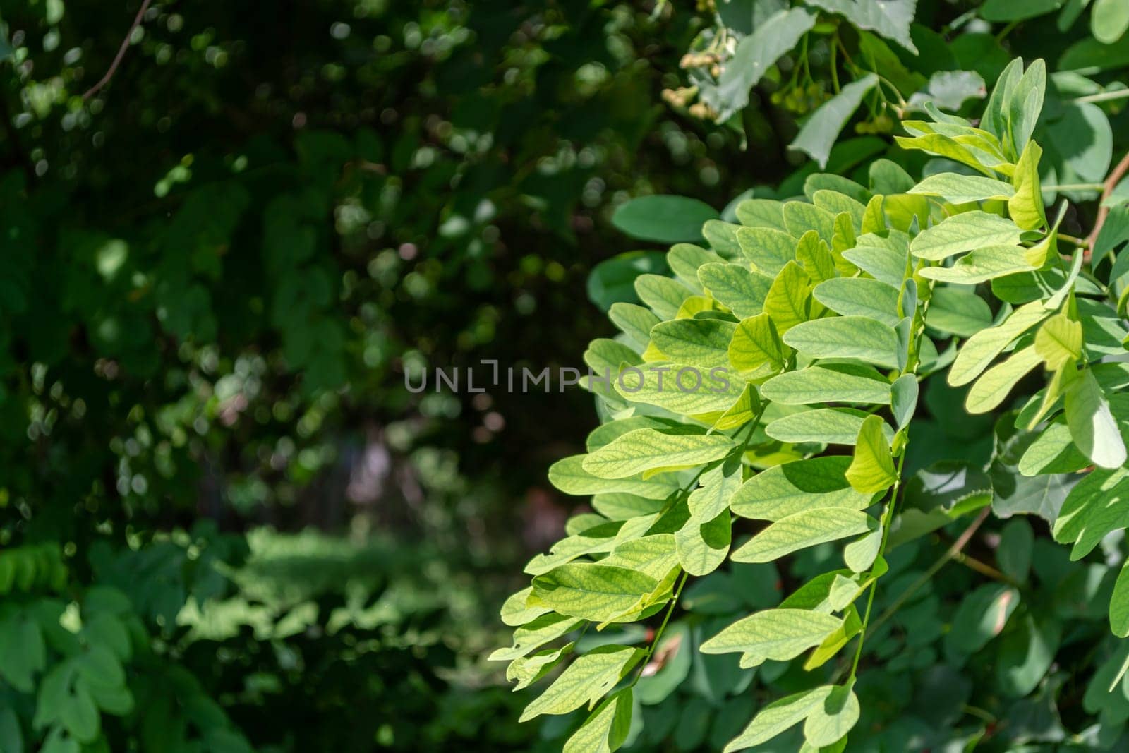 Green leaves of acacia in the park. Sunny day. by orebrik