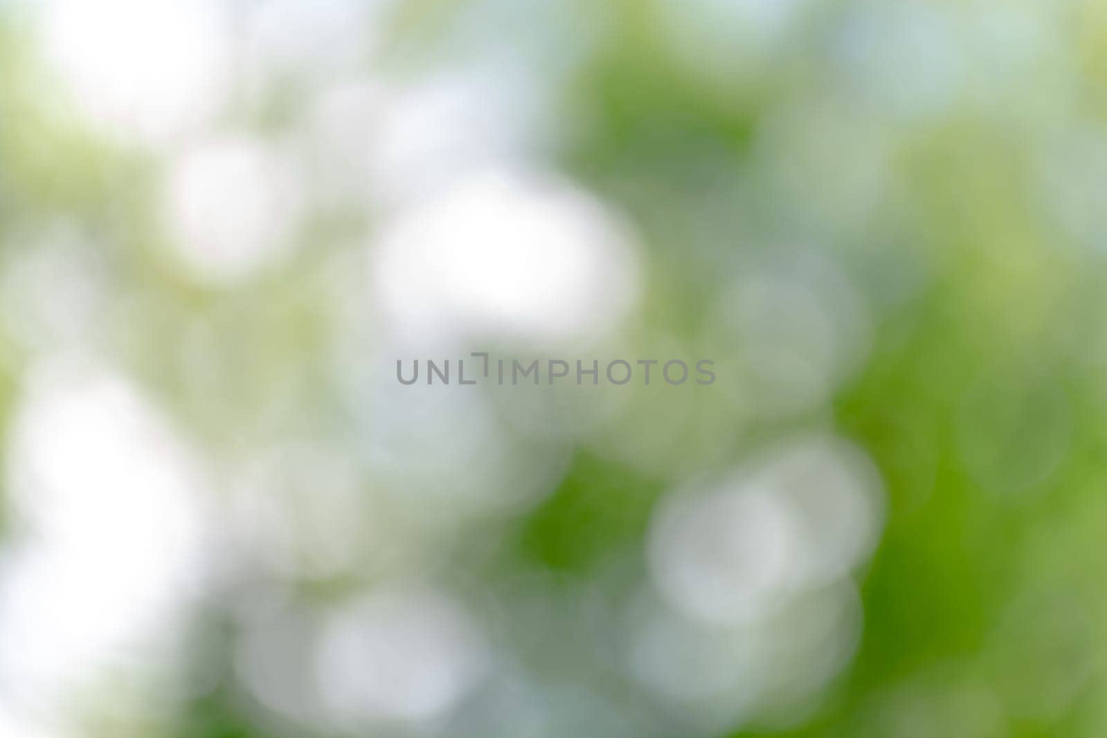 Green background with highlights with bokeh, light through the leaves. Abstraction