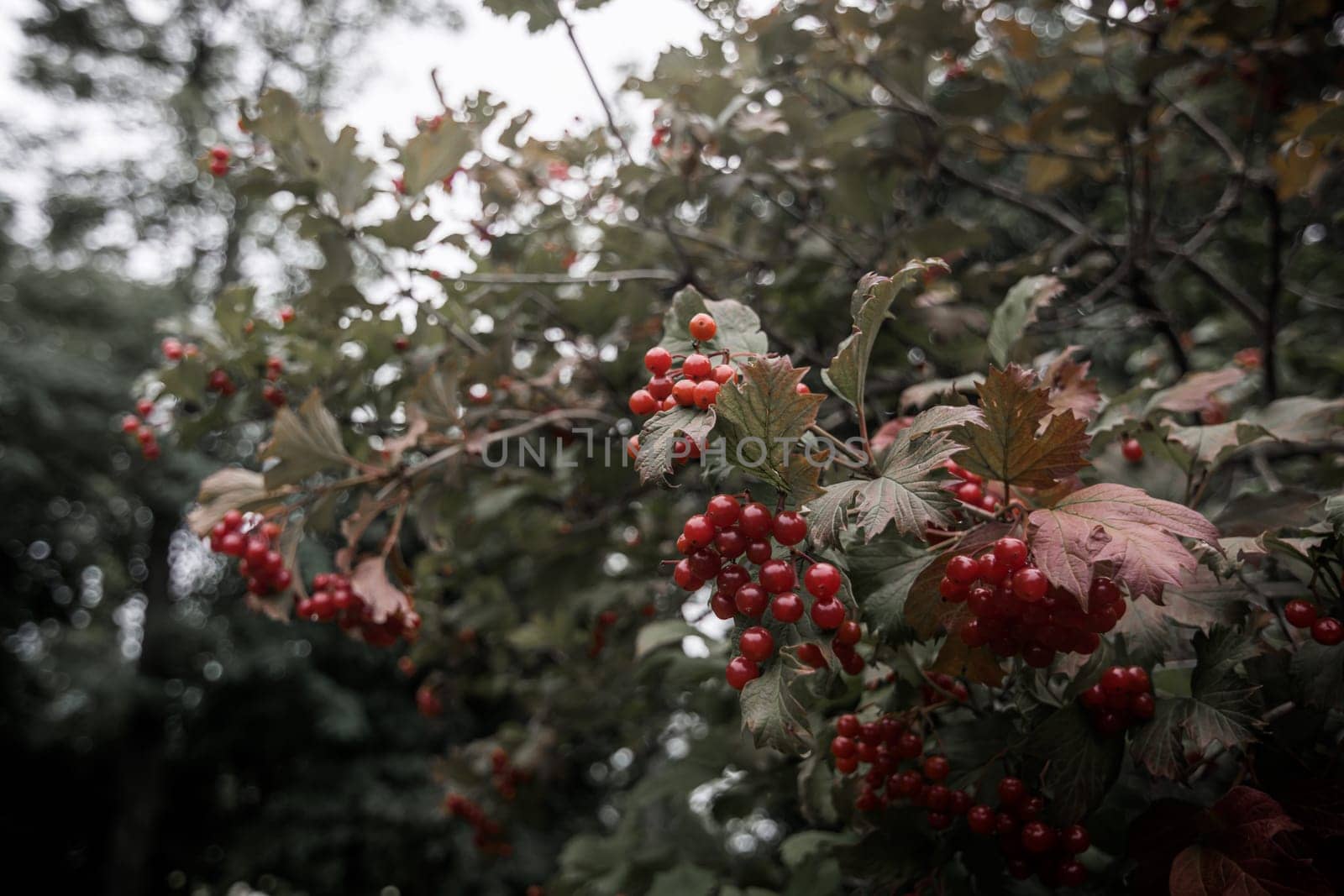 Viburnum bush with red berries. Toned photo in warm dark tones. Autumn. Harvest collection. Alternative medicine.