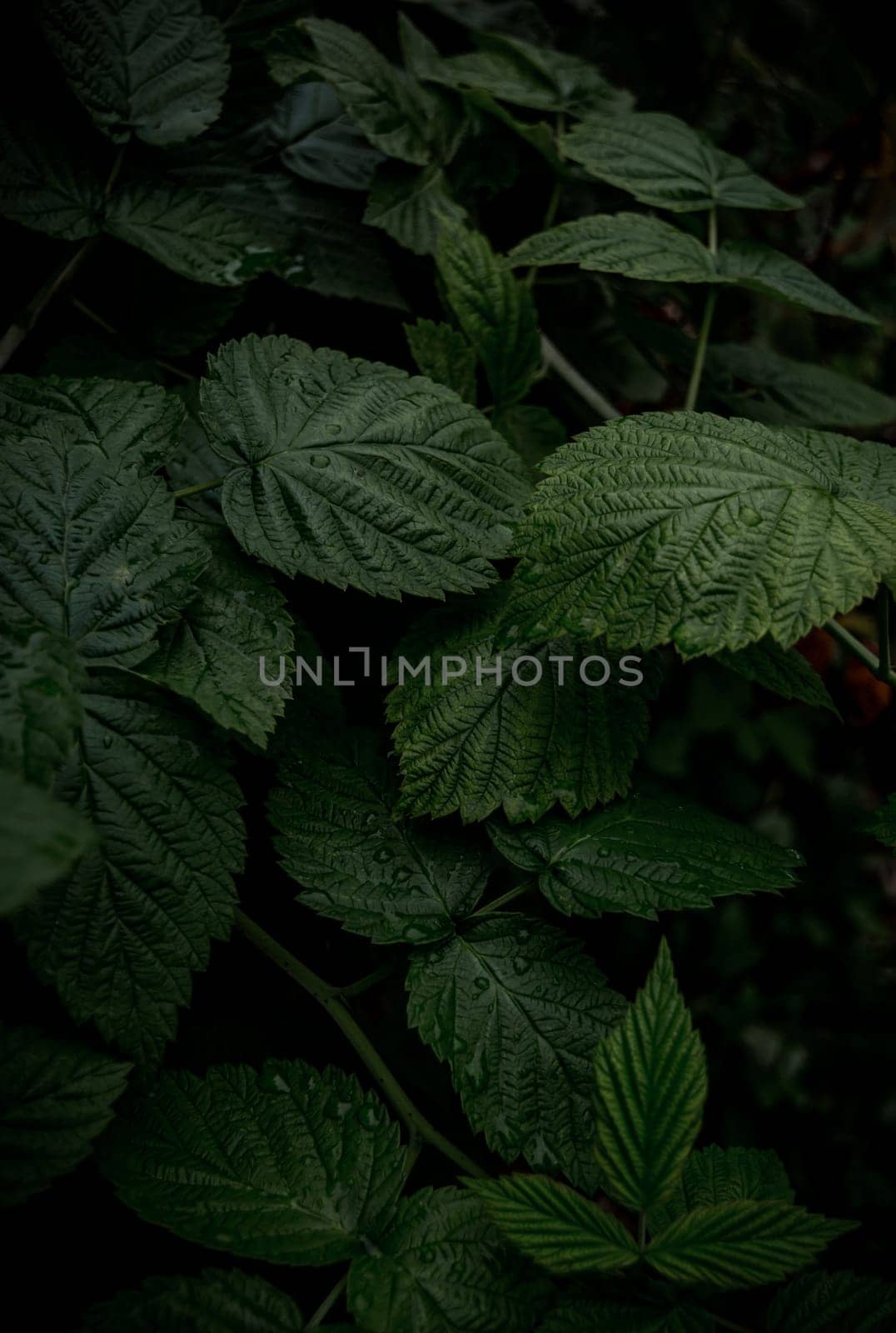 Vertical background of green raspberry leaves by orebrik