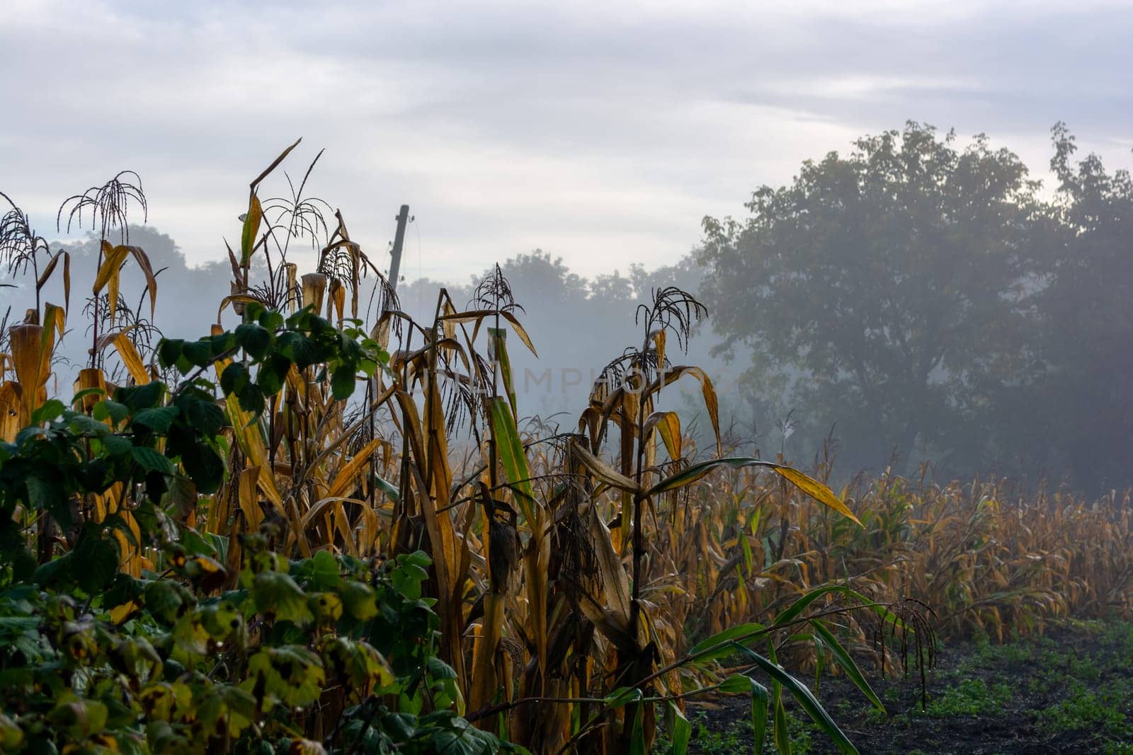 Corn in the vegetable garden on an early foggy morning. Autumn theme.