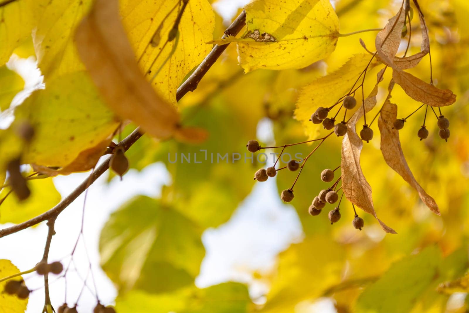 Yellow linden leaves with seeds. Autumn beautiful background.