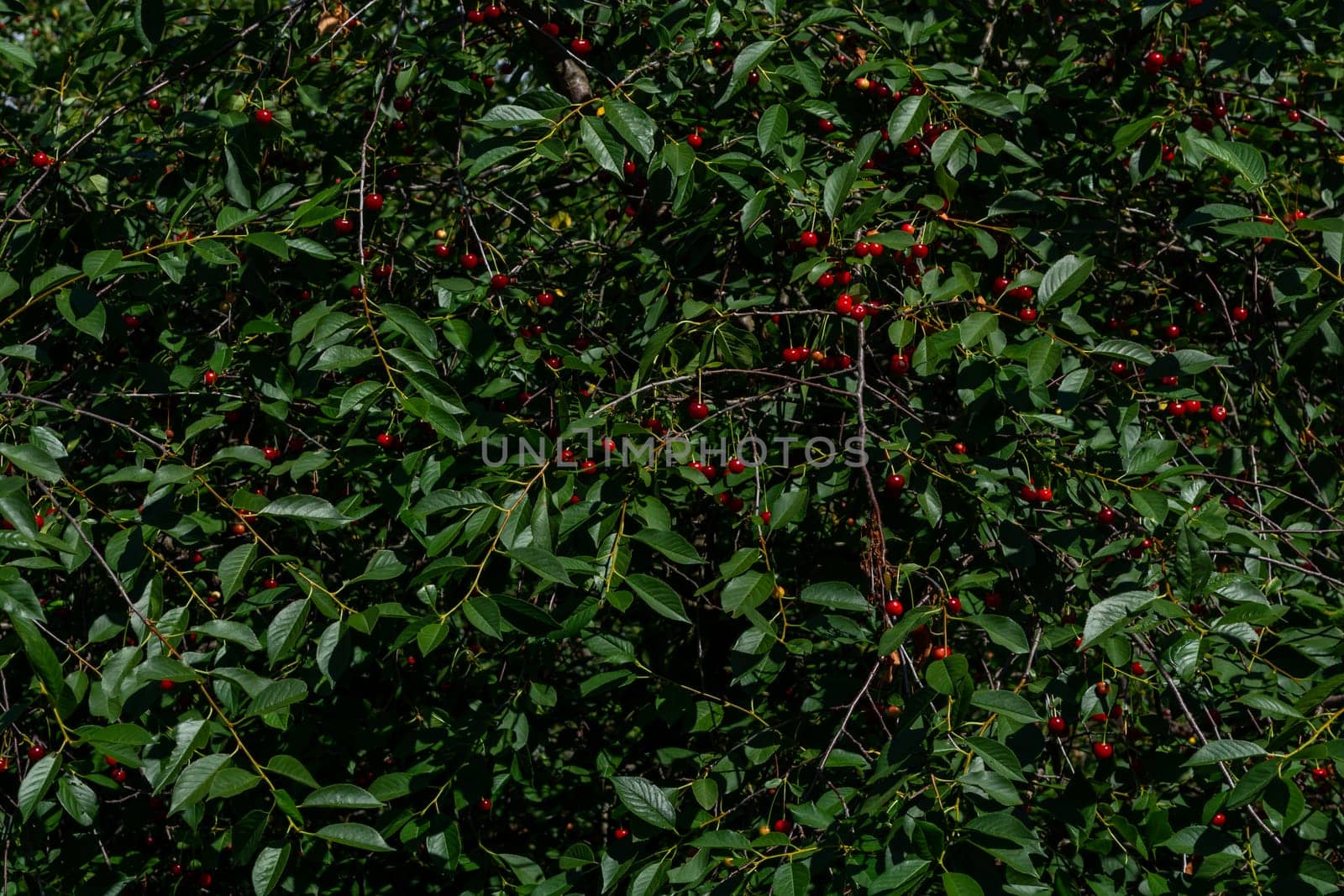 Intertwining branches on a cherry tree with ripe red berries. Summer background.