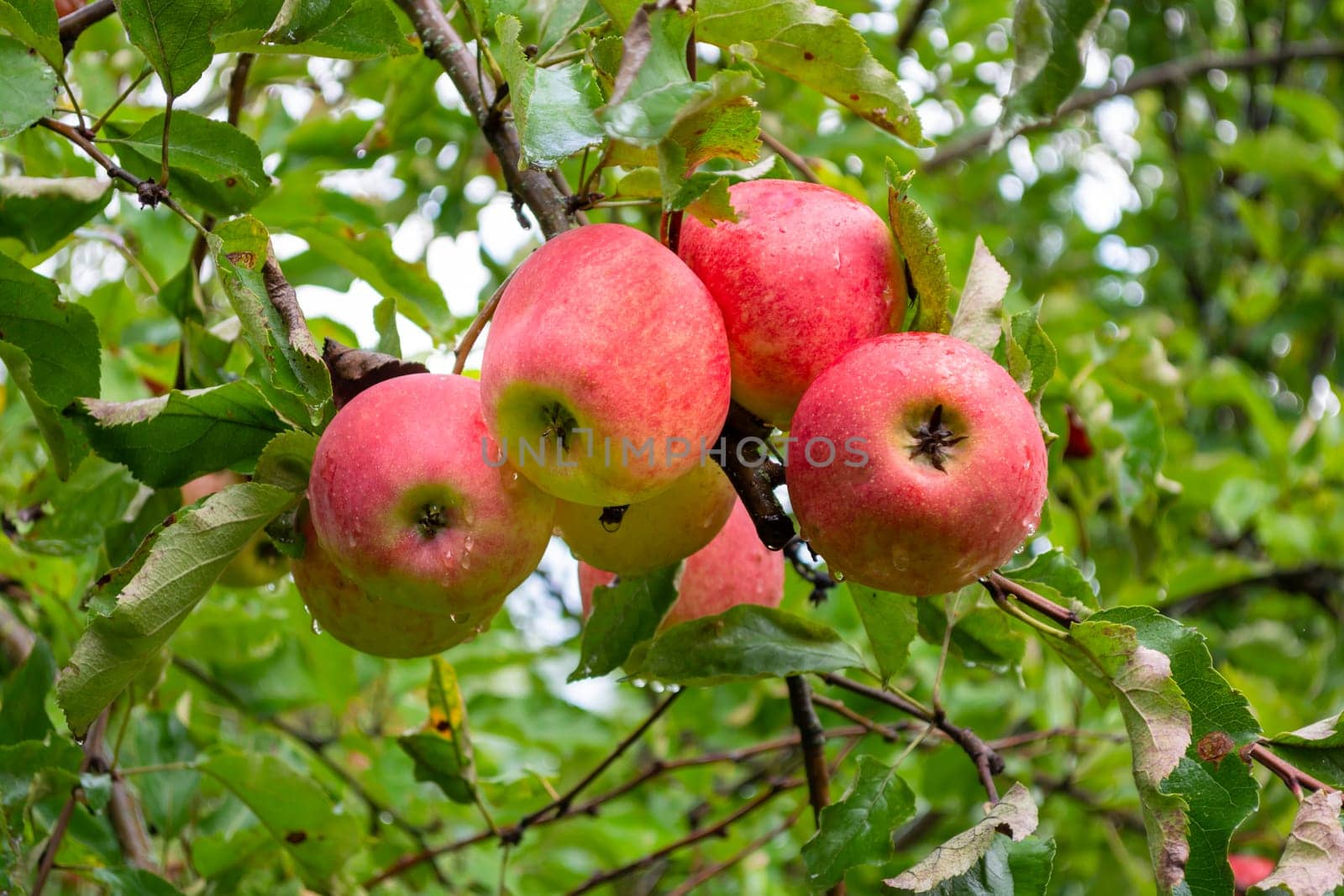 Several ripe apples on a branch in the garden. Five fruits. Harvest season in the garden.