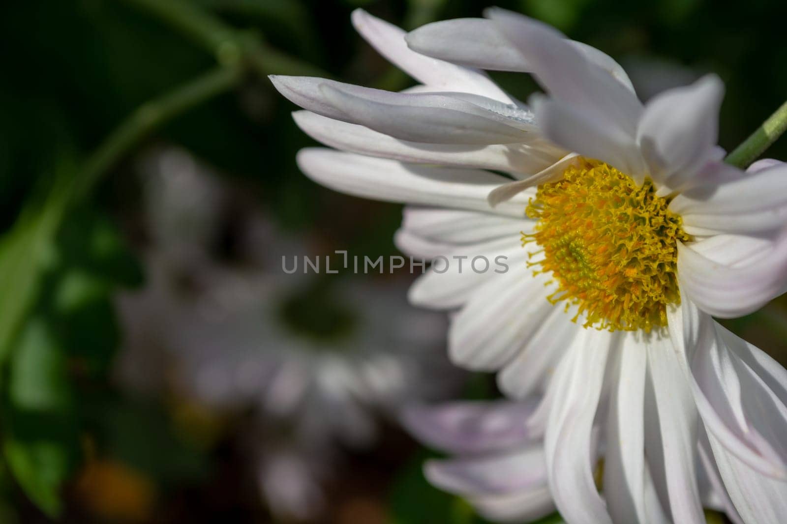 Large white chrysanthemum in the garden on a dark blurred background of greenery.