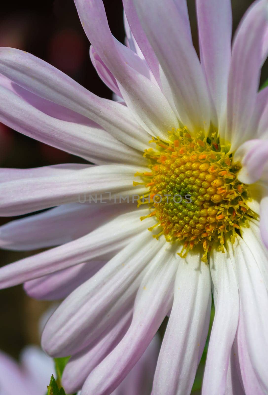 Chrysanthemum large white with a purple hue close-up on a vertical photo.