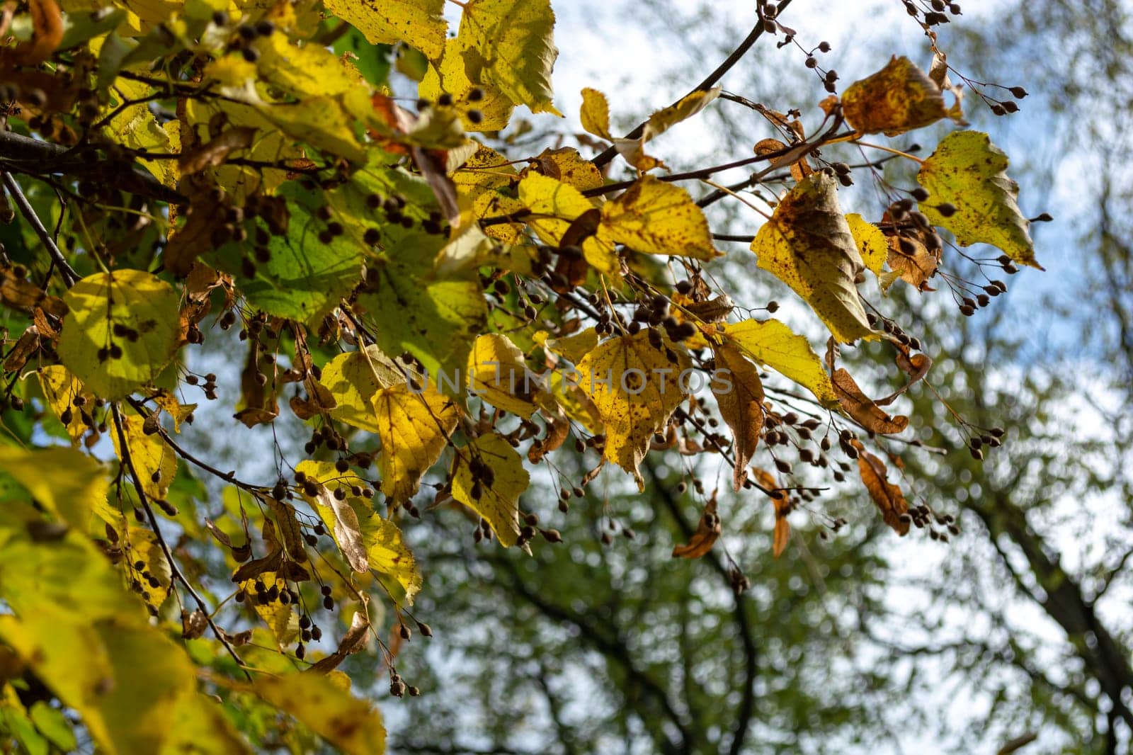 Autumn leaves turn yellow and dry on linden branches with seeds. Selective focus. Sunny day.