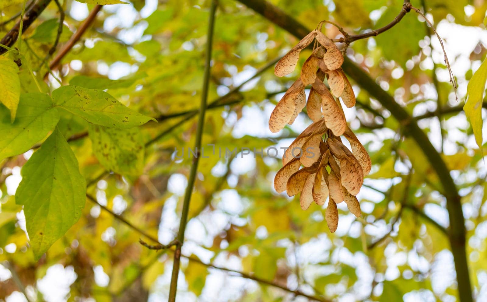 A pile of maple seeds hangs on a tree among yellow-green leaves.