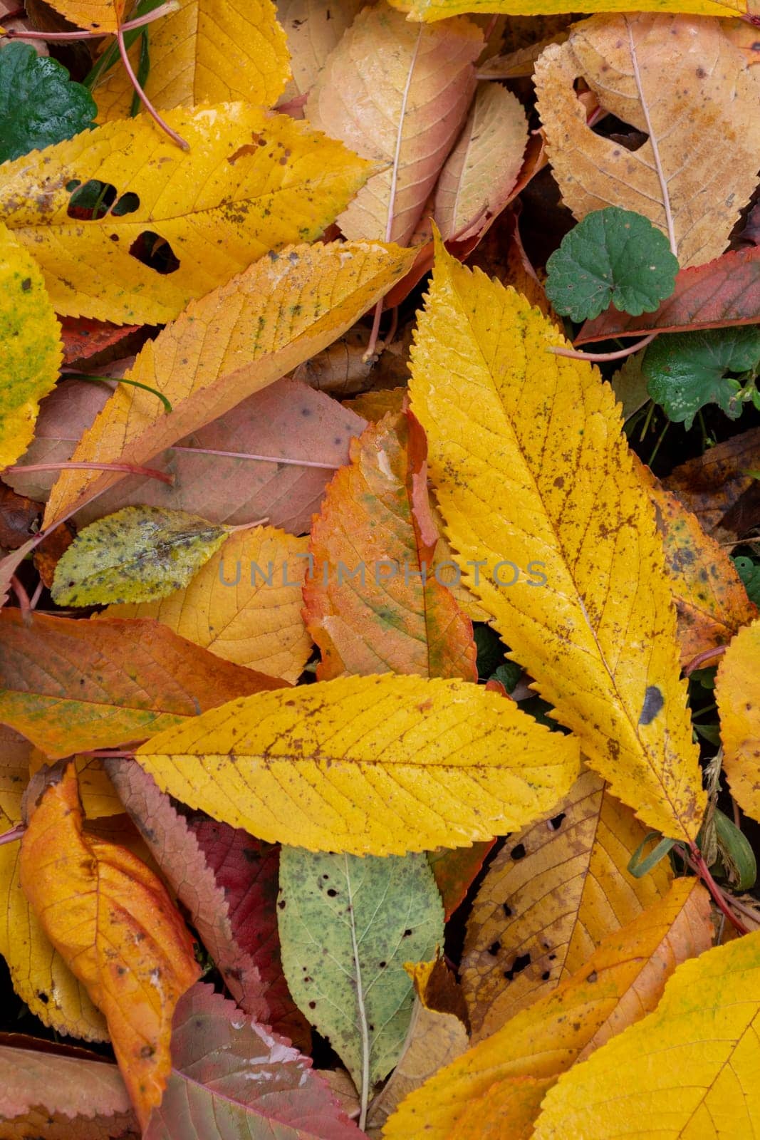 Autumn colorful fallen leaves on the ground in the garden, cherry foliage. Top view. Vertical background. Backdrop