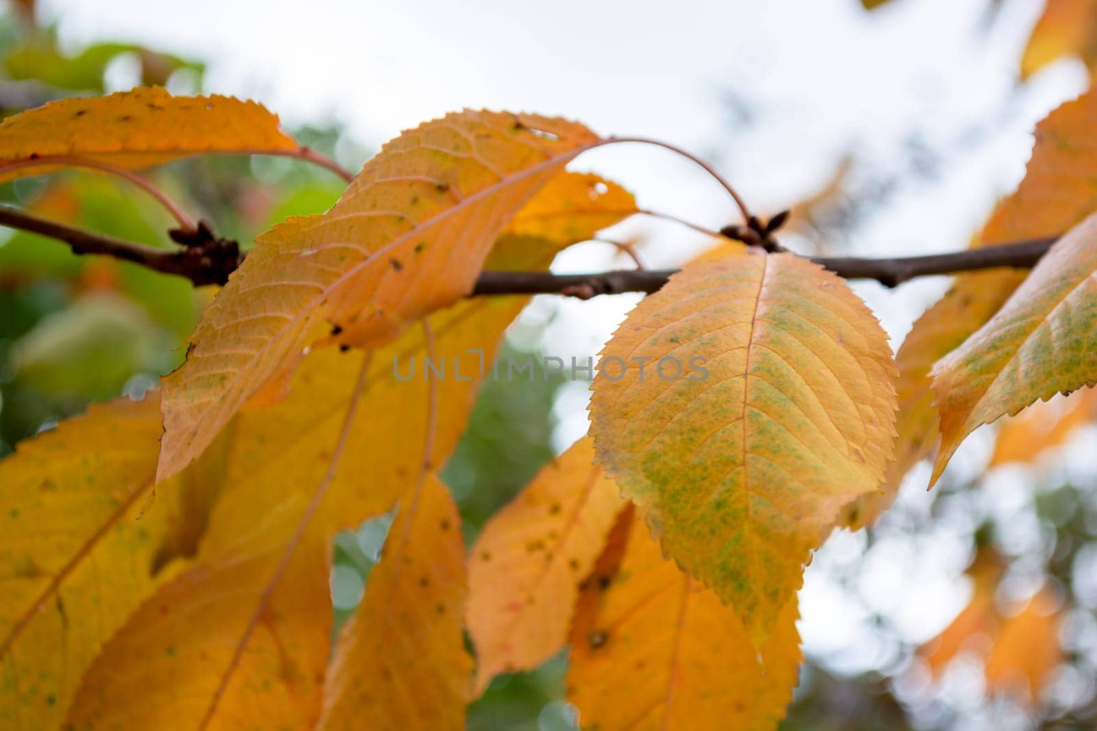 Yellow orange leaves of sweet cherry on a branch close-up against the background of an autumn pale sky.