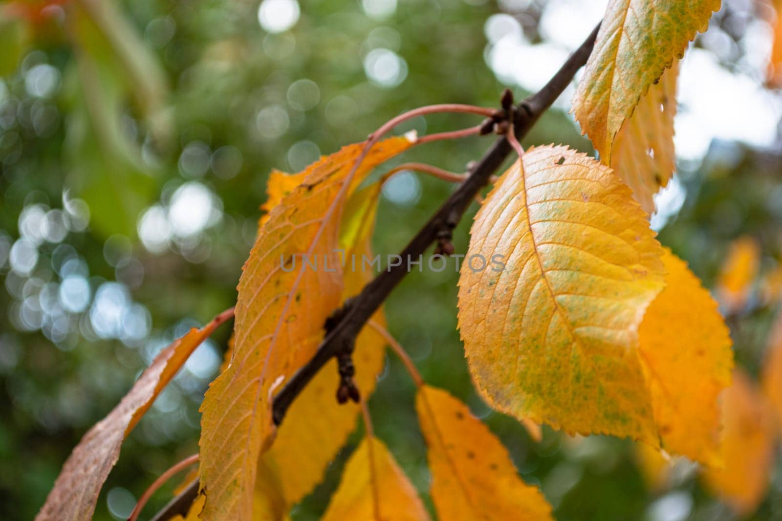 Yellow autumn leaves close-up of sweet cherry on a branch in the garden.