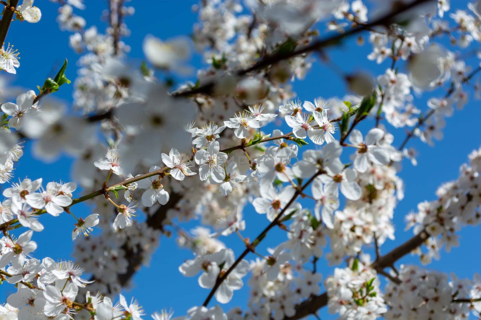Plum blossom in the garden. Selective focus. Spring beautiful background.