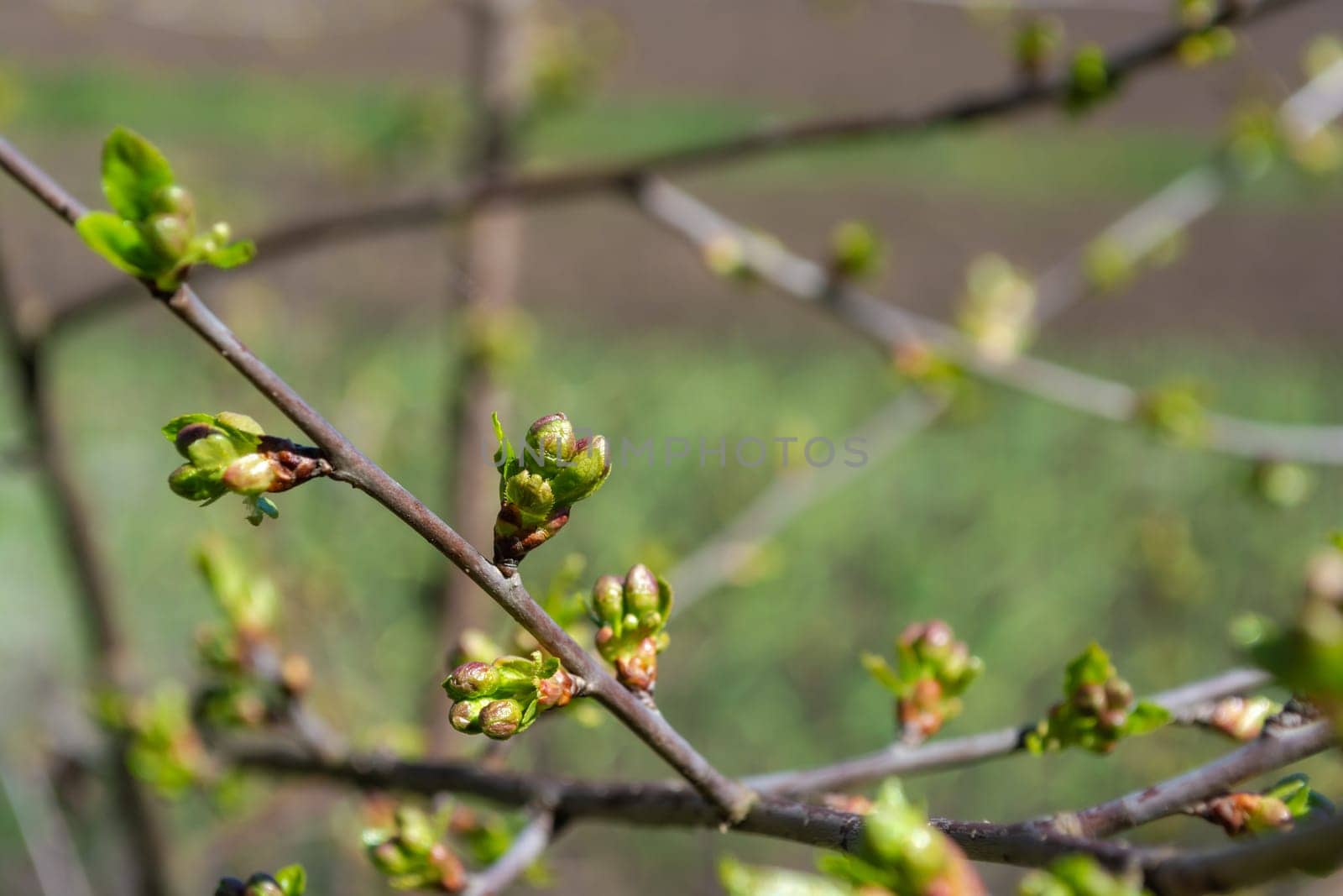 Green buds of cherries on a branch by orebrik