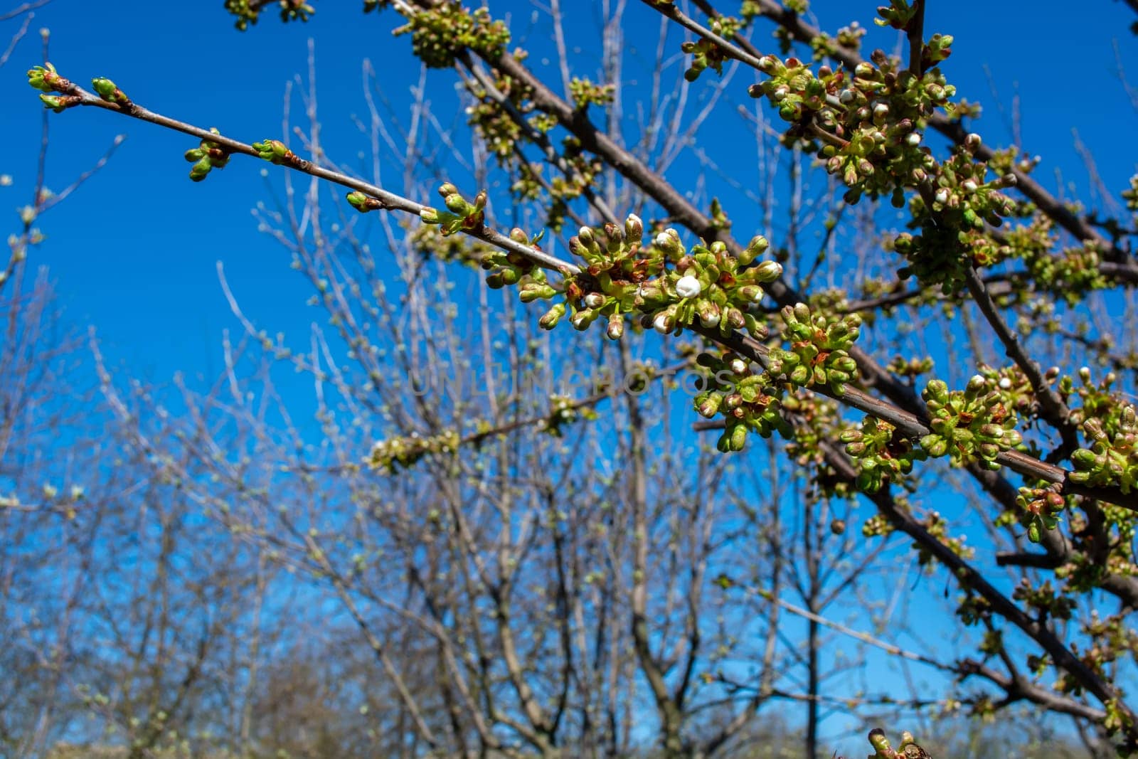 Spring garden against the blue sky. Cherry branches in buds. by orebrik