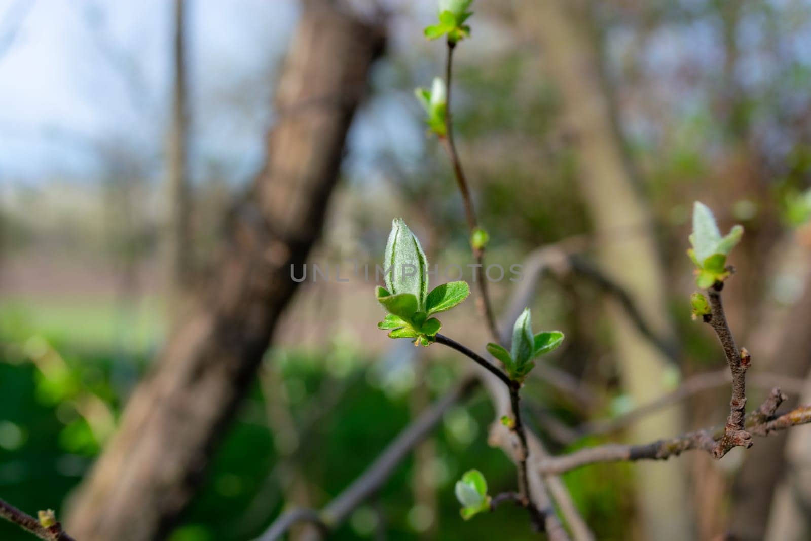 Young small leaves of the quince tree. Awakening of nature. Spring garden.