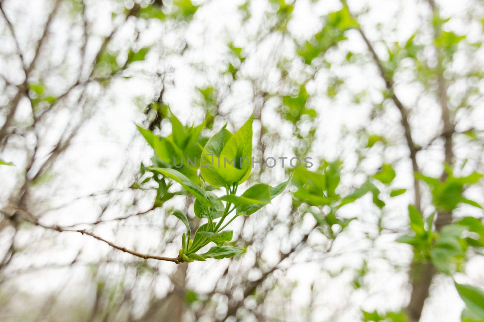Young small green lilac leaves on the branches of a bush against a faded spring sky with fine bokeh.
