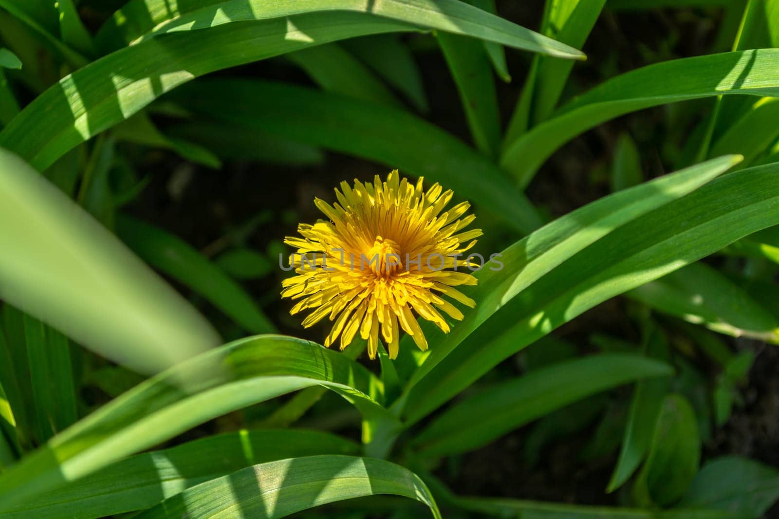 One yellow blooming dandelion among the green grass. Spring theme.