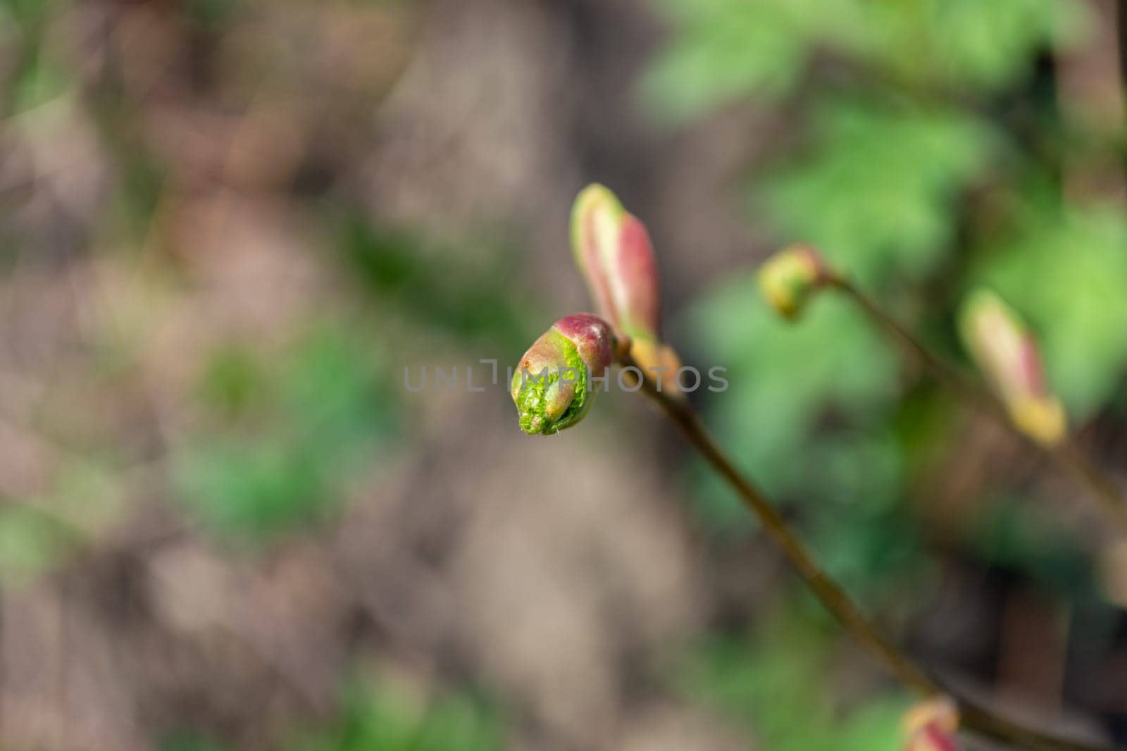 Young buds of linden leaves. by orebrik