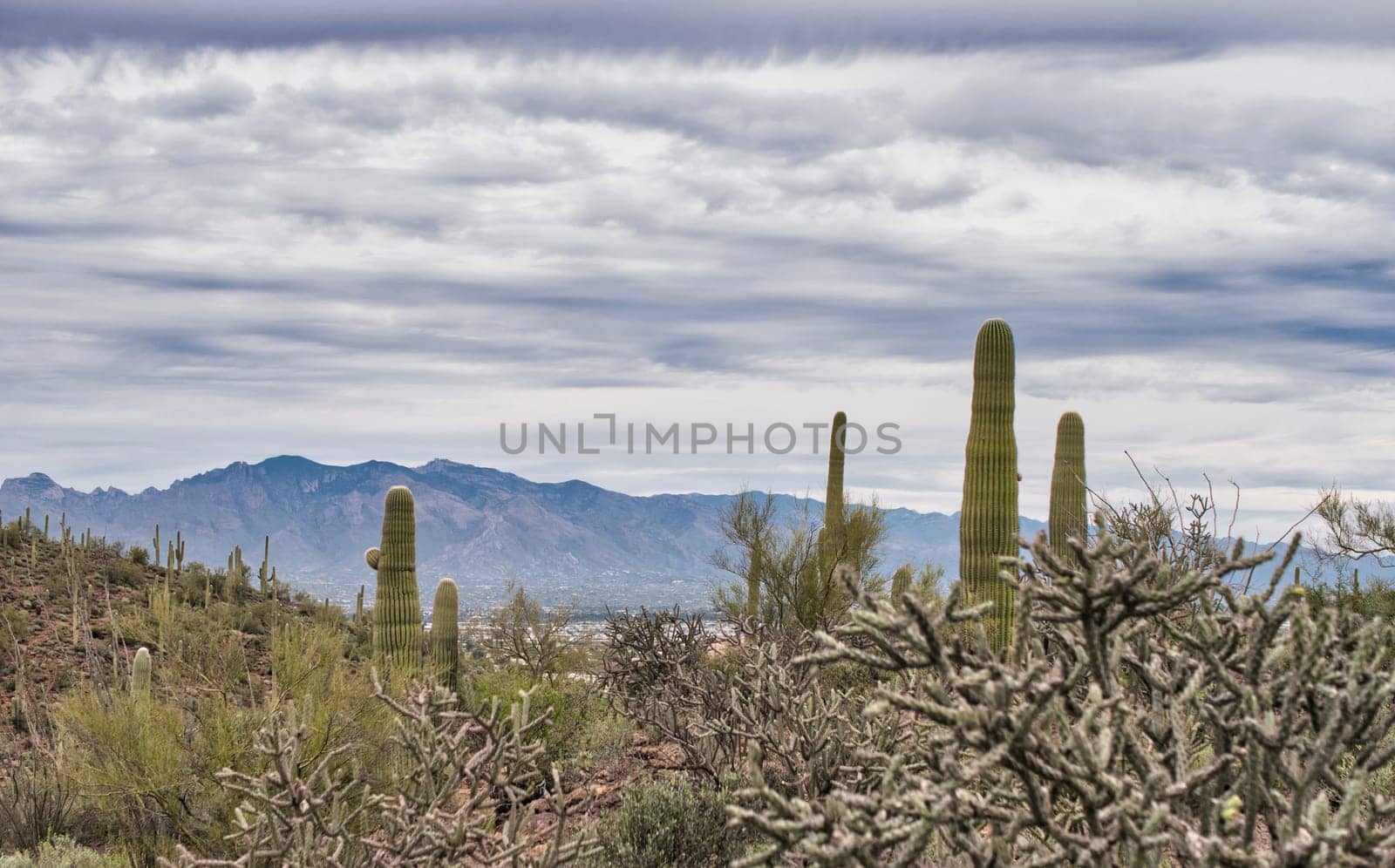 Photo of a majestic saguaro cactus standing tall in the desert landscape by artofphoto