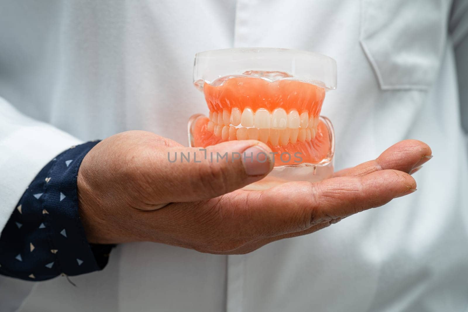 Denture, dentist holding dental teeth model to study and treat in hospital.