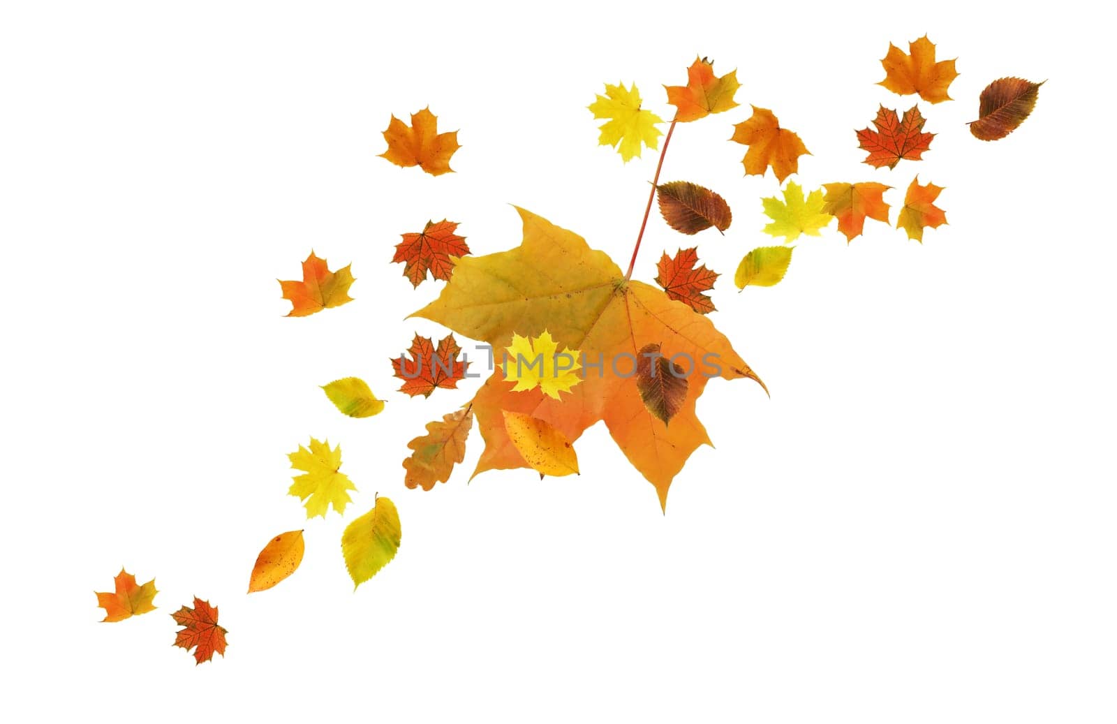 Autumn concept. Set of nice various autumn leaves on white background