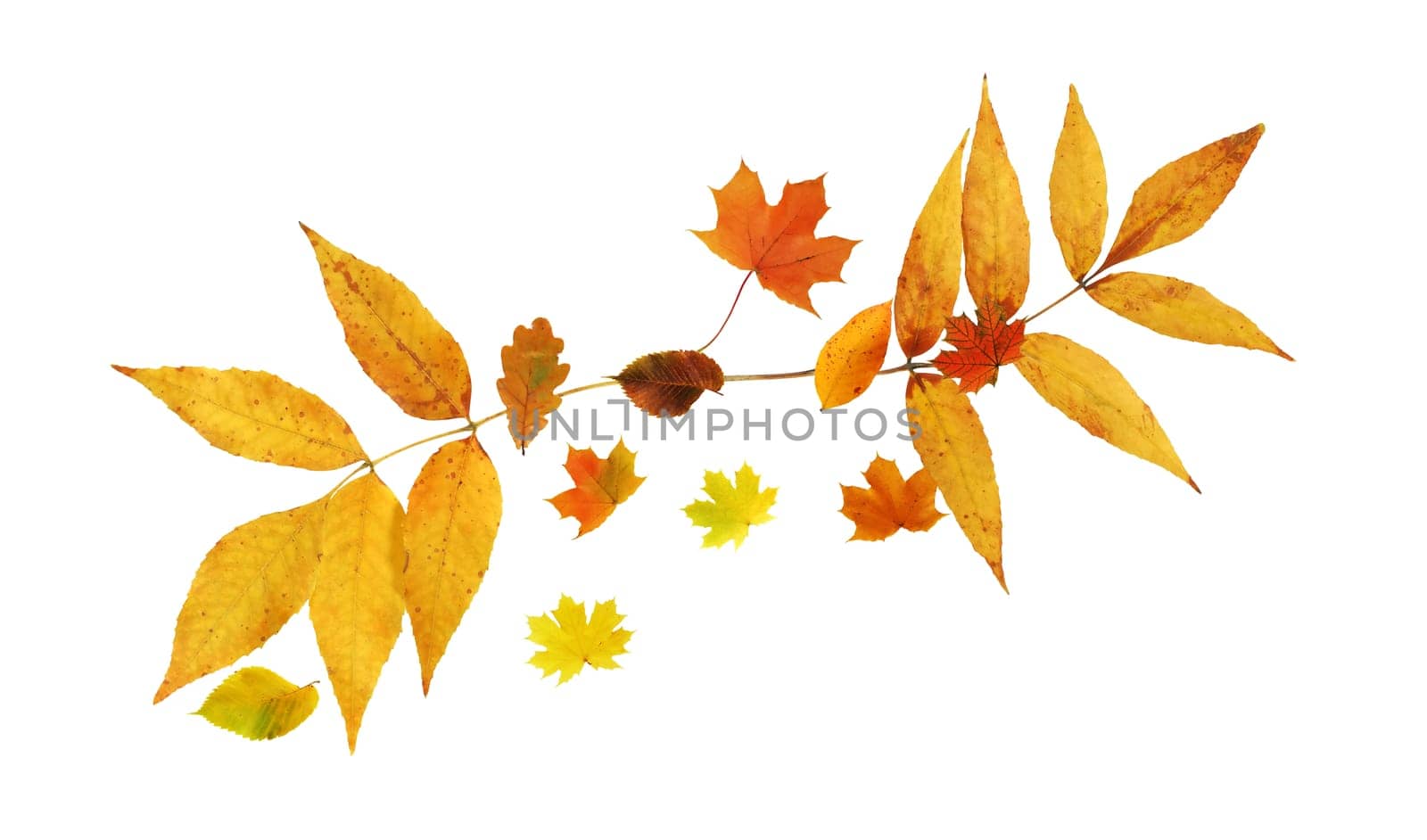 Autumn concept. Set of nice various autumn leaves on white background