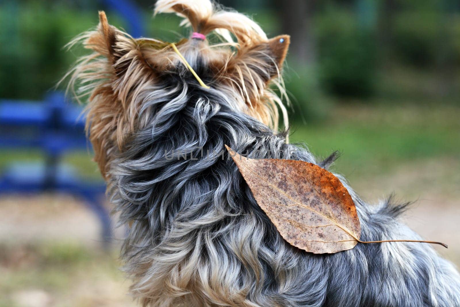 Back of nice small yorkshire terrier with autumn leaf