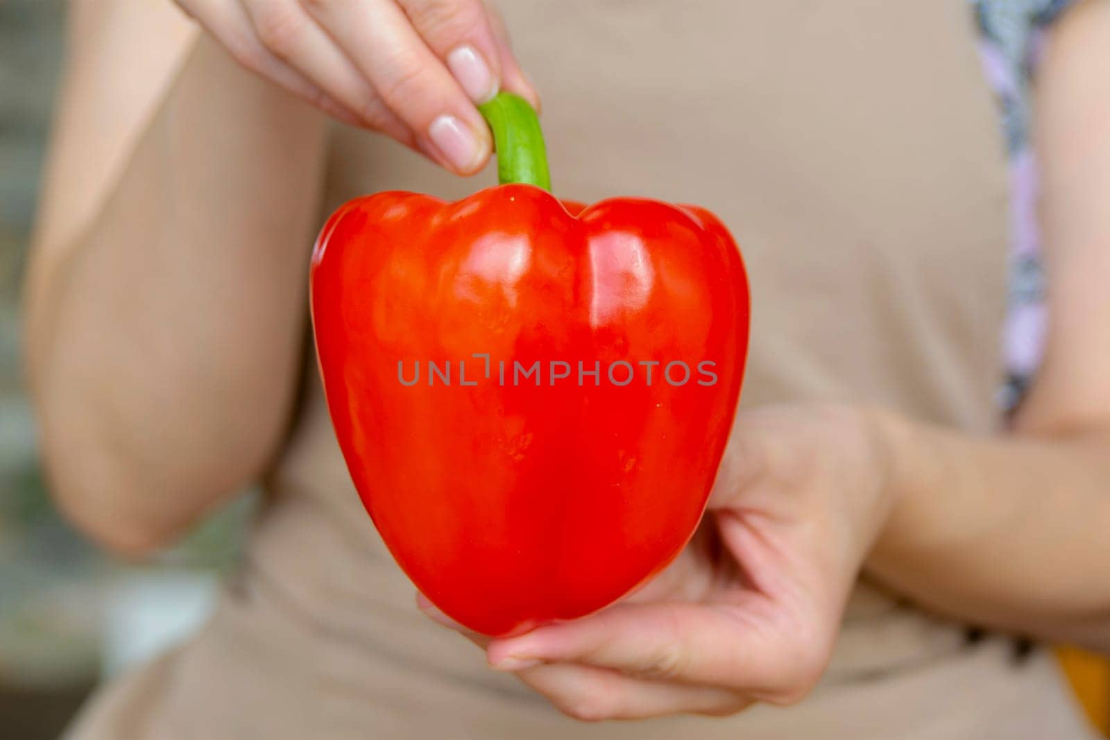 Woman holding red paprika close-up. Healthy eating or diet concept. High quality photo. by SERSOL