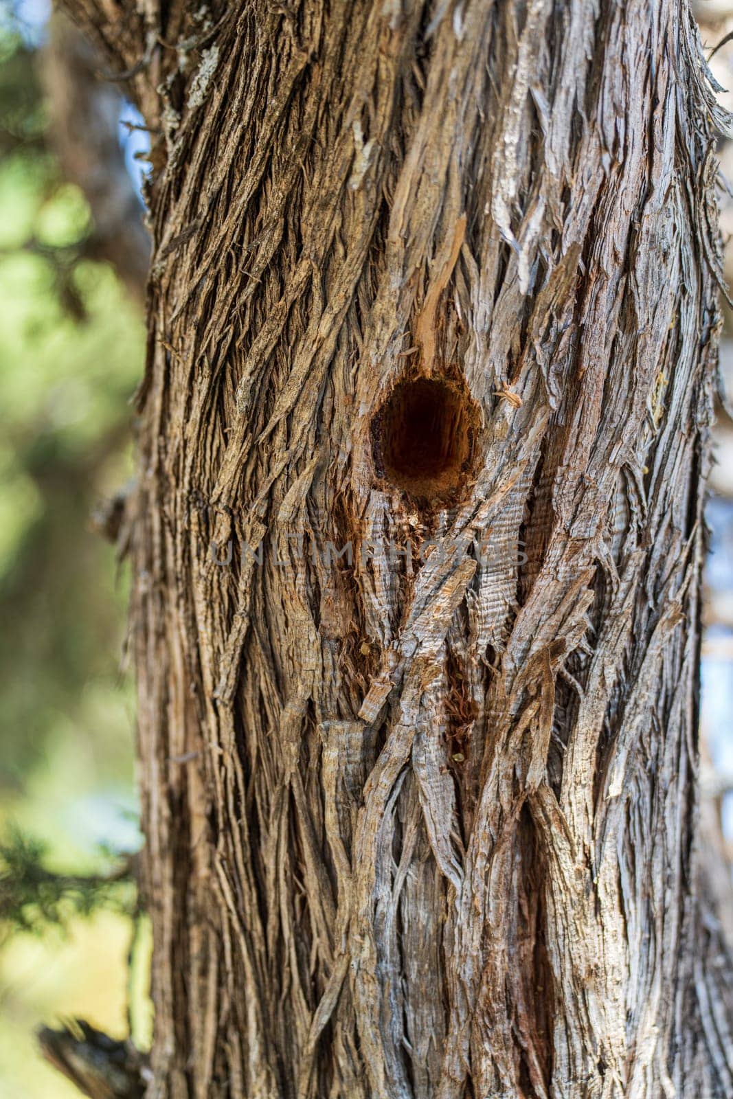 Close-up of a Textured Juniperus Thurifera Trunk with a Woodpecker Hole by FerradalFCG