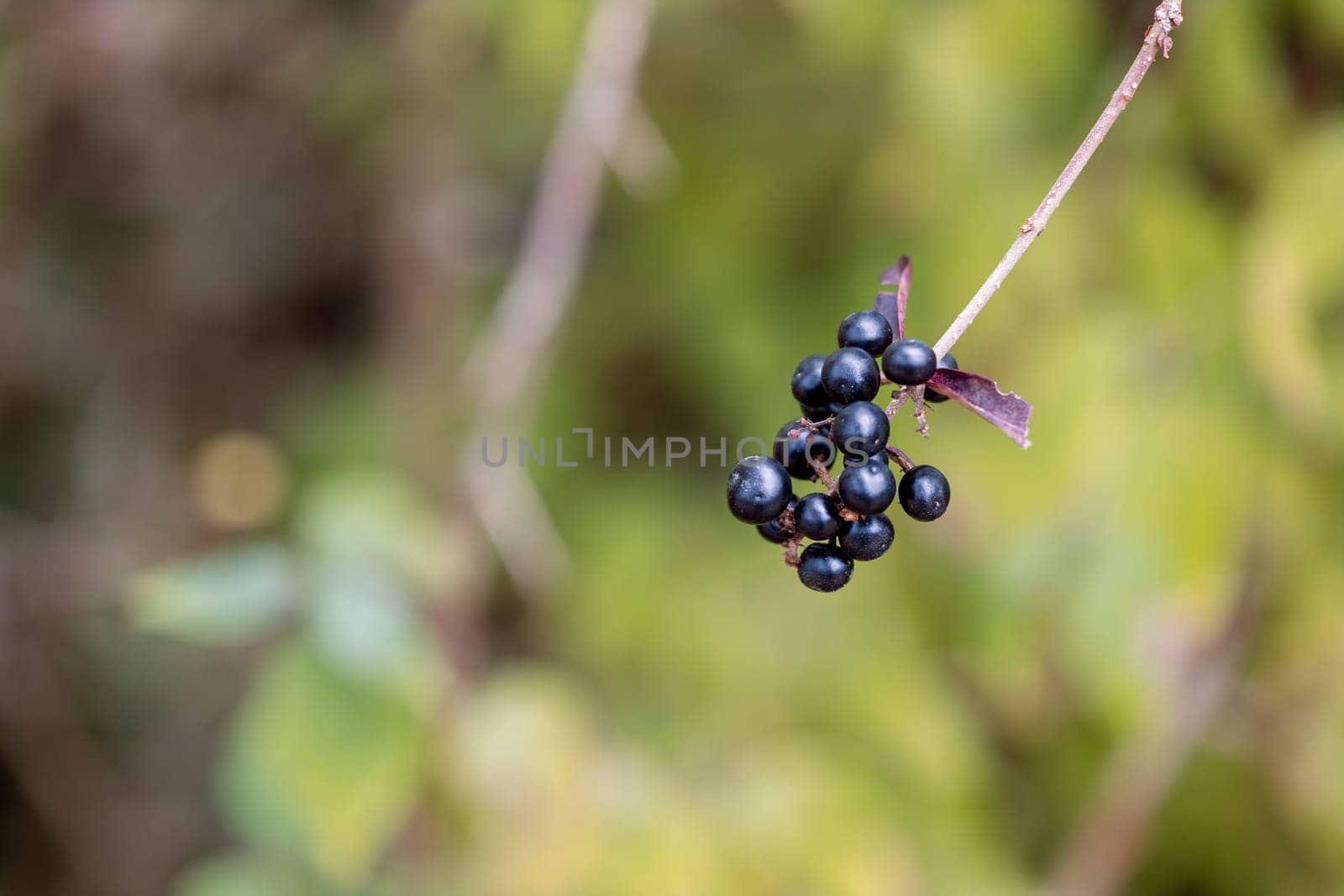 A closeup shot of a twig with a cluster of black berries against a green background