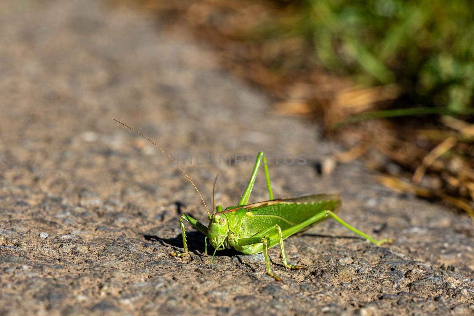 A closeup shot of a large green grasshopper with long antennae