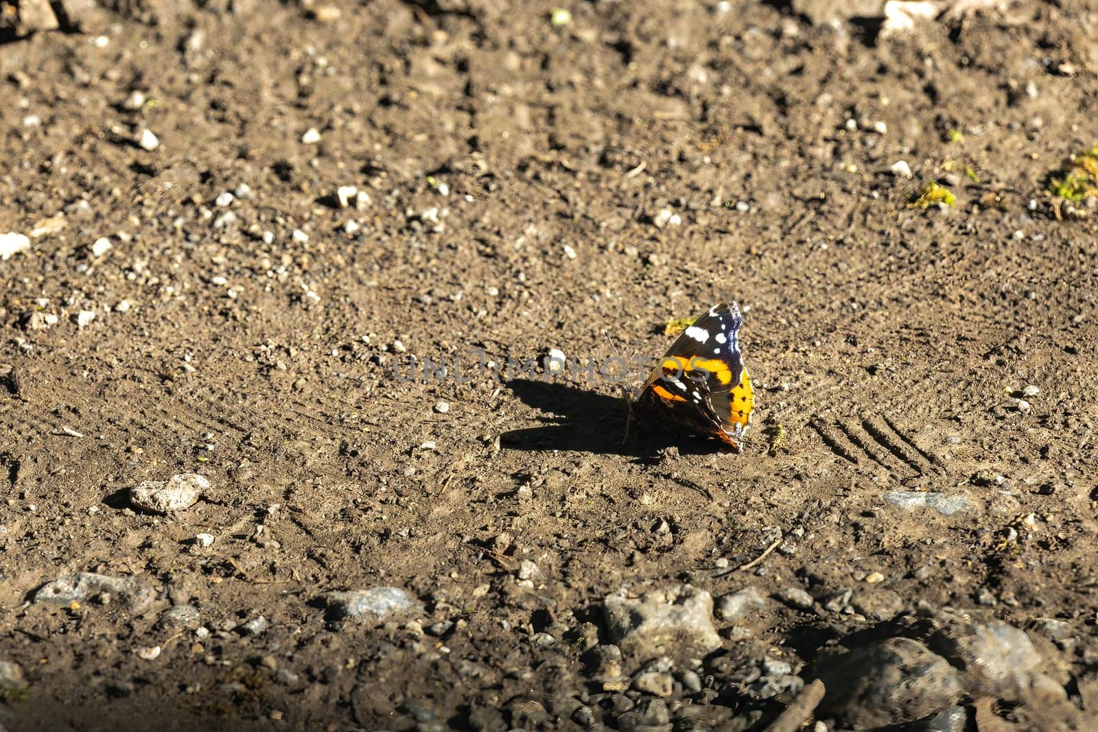 A red admiral butterfly on a dirt patch surrounded by rocks in an outdoor setting