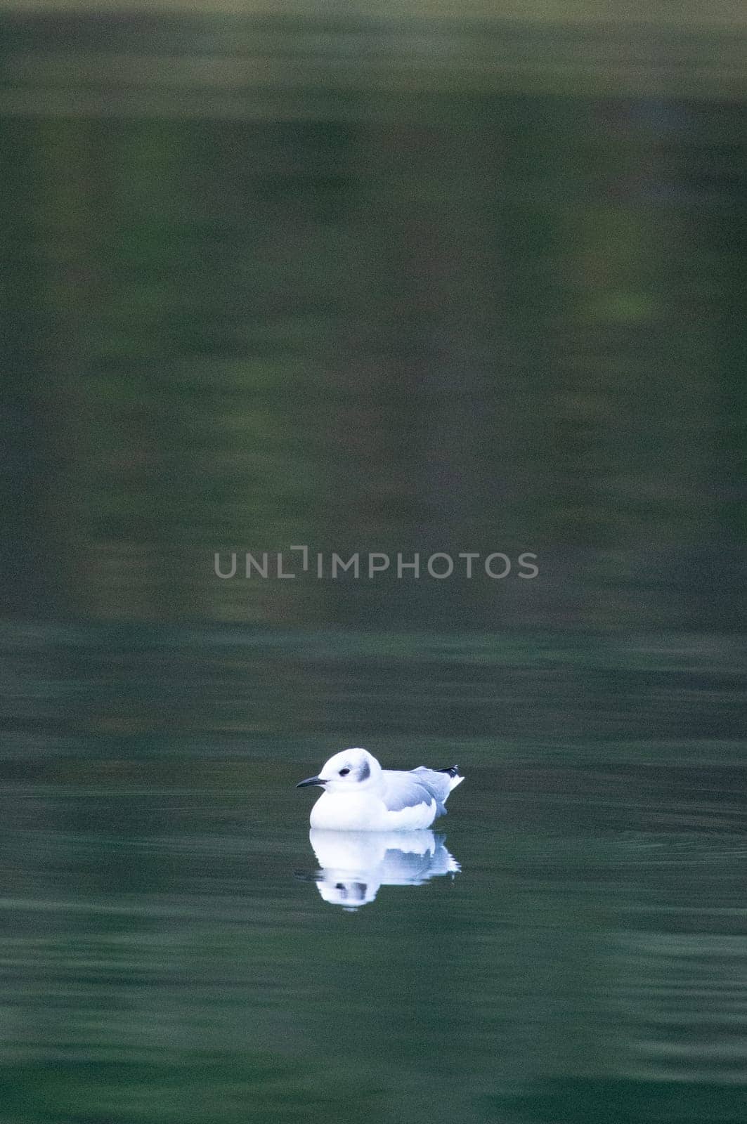 A first year Bonaparte's gull swimming in smooth, green water, near Khutze Inlet, British Columbia by Granchinho