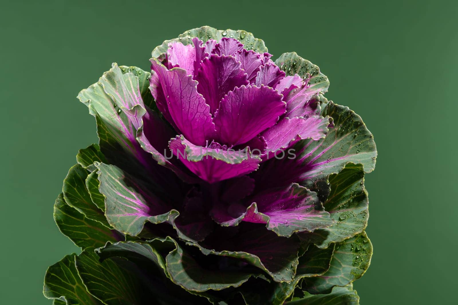 Dekorative cabbage flower brassica oleracea on a green background. Flower head close-up studio shot